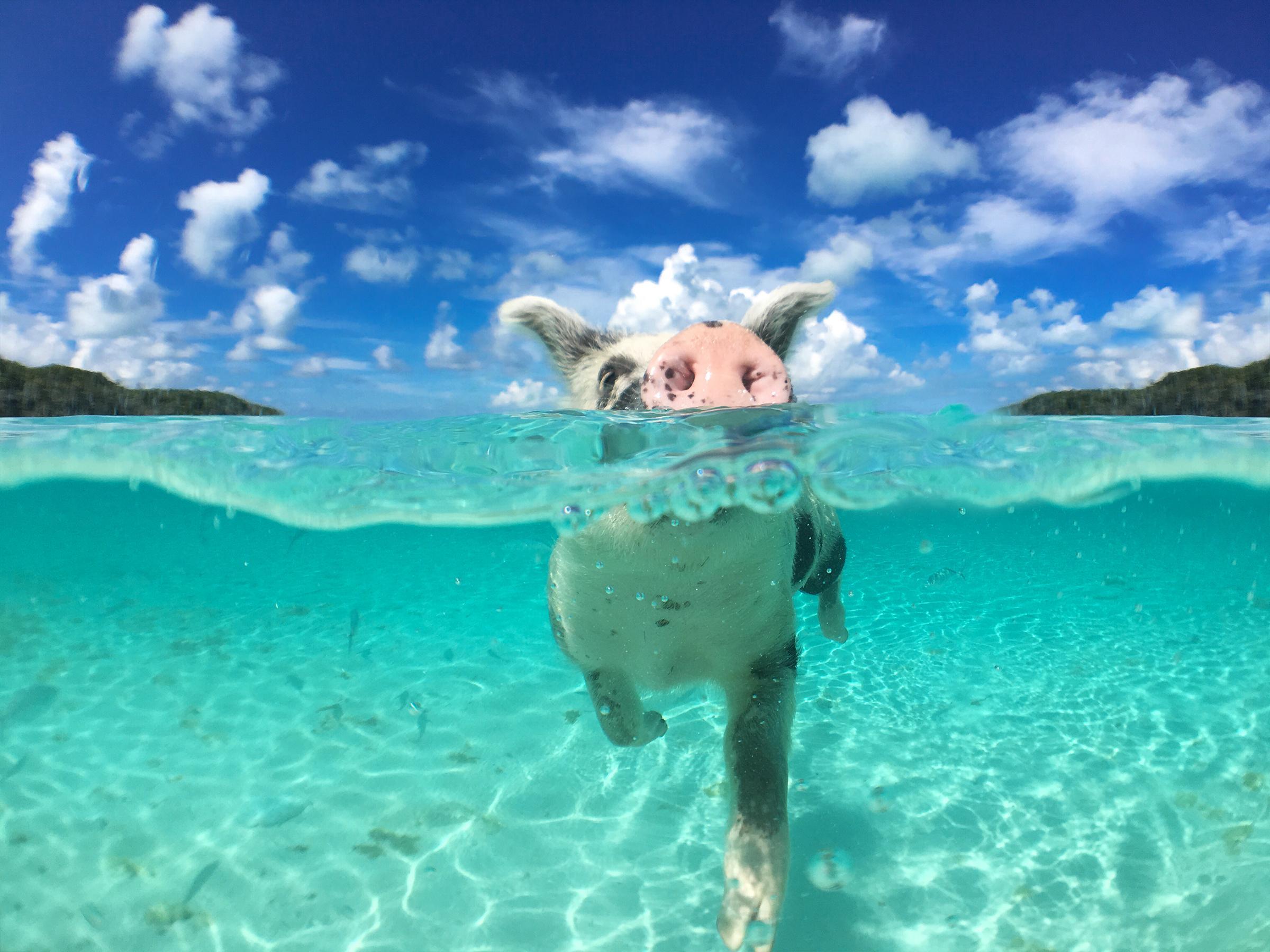 Swimming with Pigs in The Bahamas Swimming with Pigs in The Bahamas