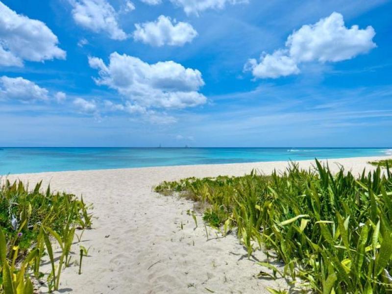 Sea Turtle , Beachfront villas Barbados , West Coast Barbados  